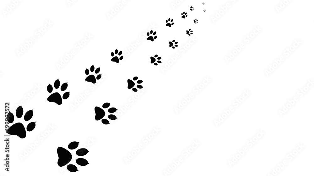 Fototapeta Black paw prints walking the animal. Traces isolated on background.