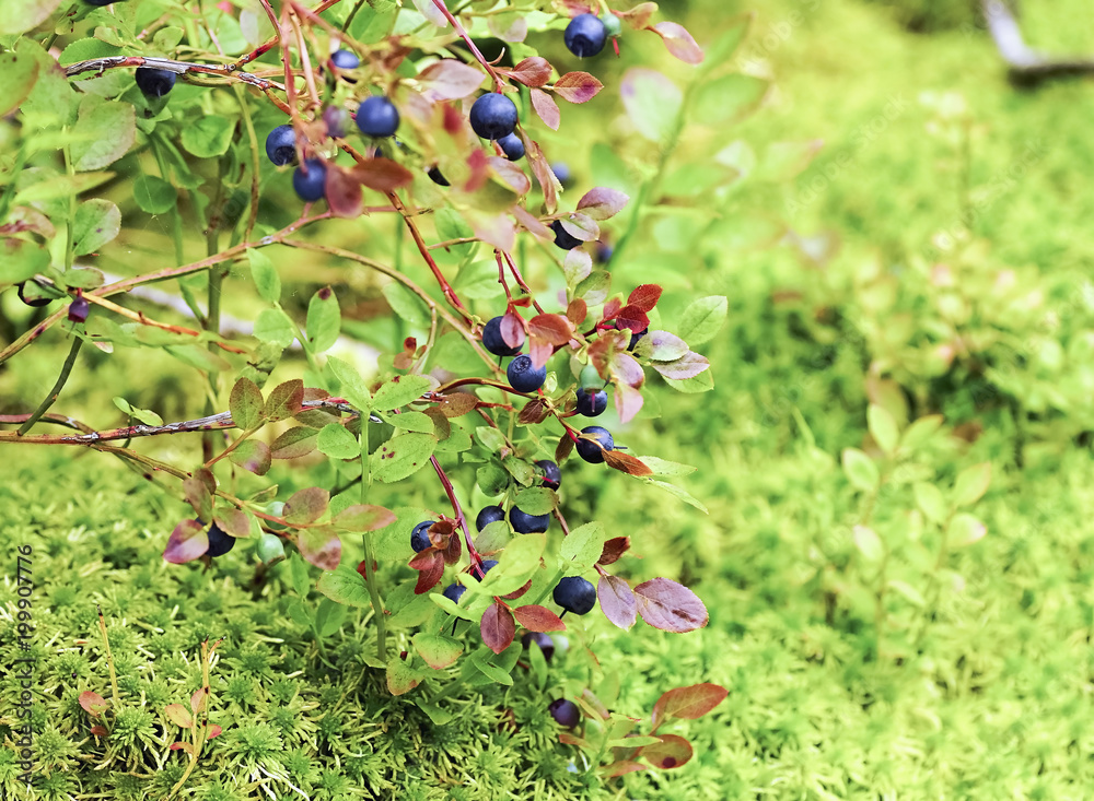 Blueberries on a green background in the woods . Blueberries on a green background in the woods .