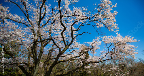山桜と青空　エドヒガン　サクラ　日本の風景　奥武蔵