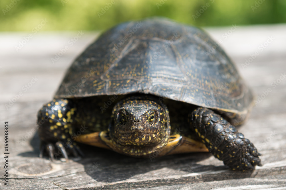Fototapeta premium Big turtle on old wooden desk with sunny grass on background