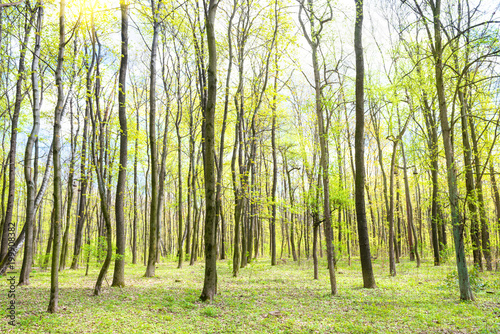 Green spring forest with sun, young new green leaves on the trees