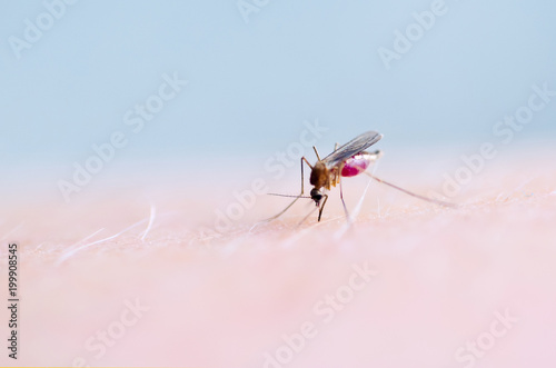 Close up of mosquito sucking blood on human skin, Mosquito is carrier of Malaria. Encephalitis. Dengue Zika virus