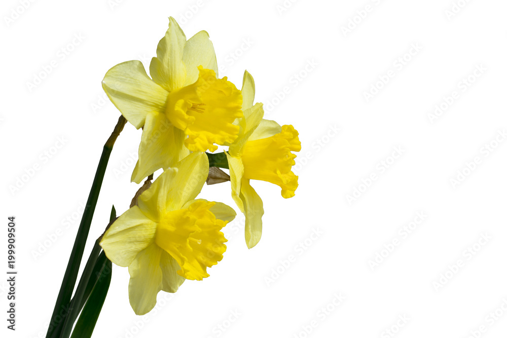 Daffodil flower or narcissus bouquet isolated on white background cutout Daffodil flower or narcissus bouquet isolated on white background cutout