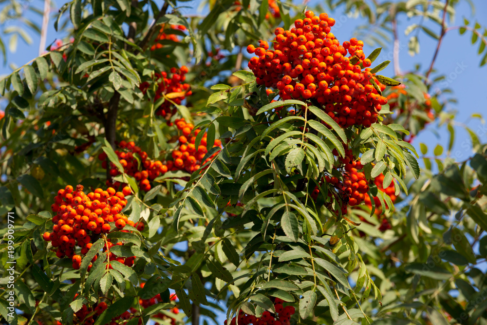 Ripe bunches of rowan on the background of blue sky