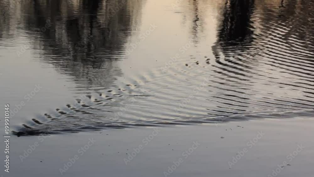 Muskrat floats on the surface of the water Muskrat floats on the surface of the water