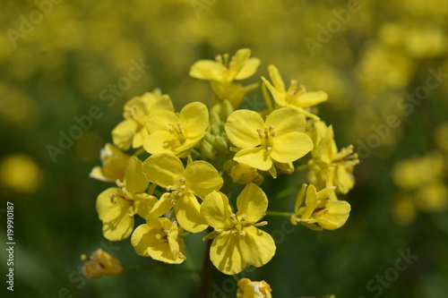 菜の花畑