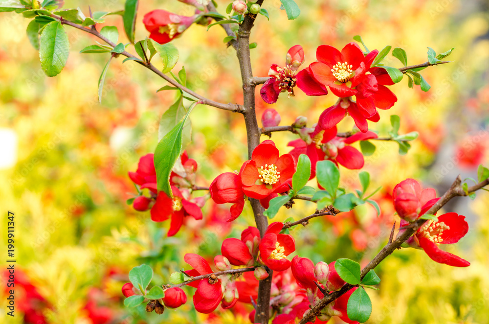 Obraz premium red flowering quince branches spring garden Blossoming Chaenomeles japonica flowering quince Japanese quince genus spiny shrubs native to eastern Asia Japan China Korea seedlings greenhouse