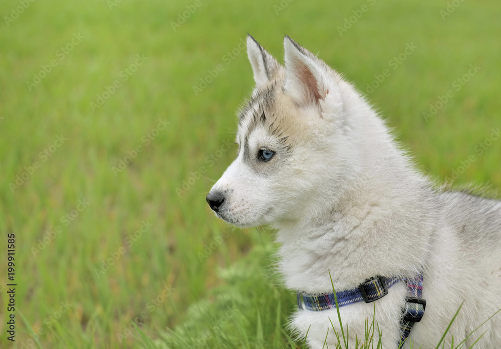 cute puppy husky portrait on grass background cute puppy husky portrait on grass background