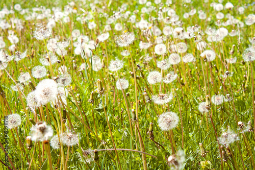 Dandelion field