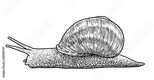 Garden snail illustration, drawing, engraving, ink, line art, vector