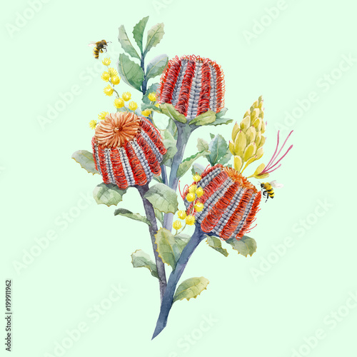 Watercolor australian banksia vector composition