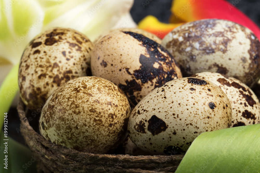 Obraz premium Quail eggs in the nest