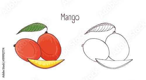 Colored and monochrome botanical drawings of whole and cut mango isolated on ...