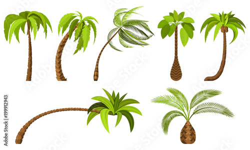 Palm trees isolated on white background. Beautiful vectro palma tree set vector illustration