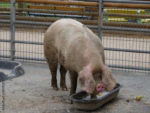 Cochon des Flandres photo