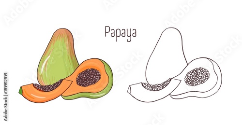 Set of colored and monochrome outline drawings of whole and cut papaya isolat...