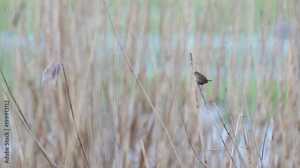 an Willow warbler singing the water on the reeds
an Willow warbler singing the water on the reeds