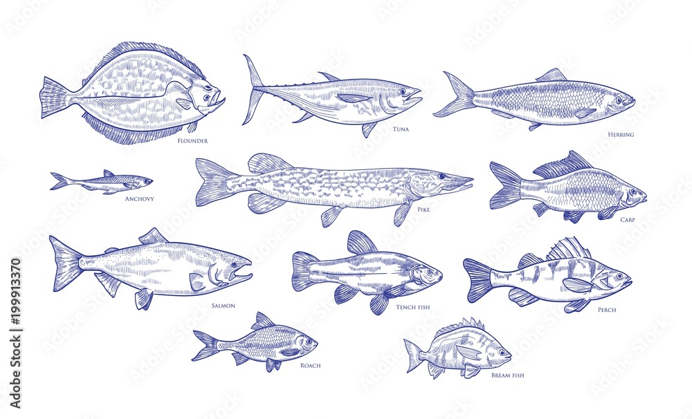 Collection of fish hand drawn with blue contour lines on white background. Bundle underwater animals or creatures living in sea and ocean. Monochrome vector illustration in vintage etching style.