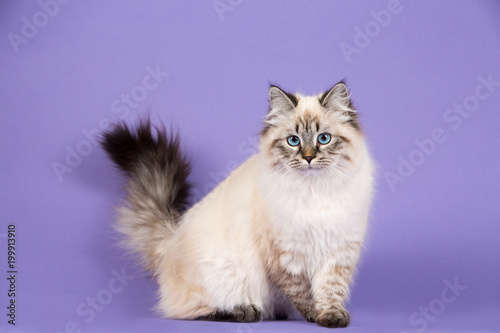 Foto Playful Siberian cat on purple