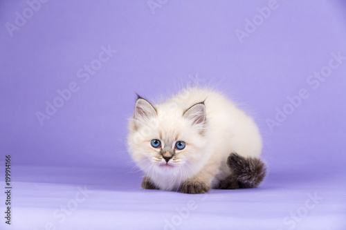 Photography Beautiful playful kitten of pure bred