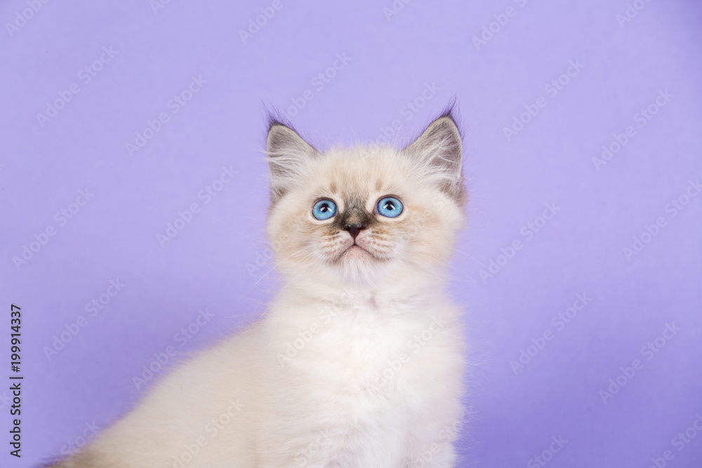Beautiful kitten of pure bred portrait