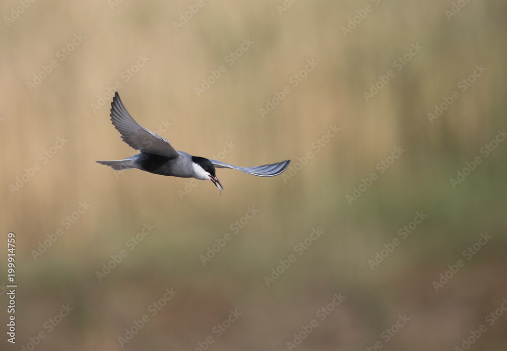 Whiskered tern (Chlidonias hybrida) Whiskered tern (Chlidonias hybrida)