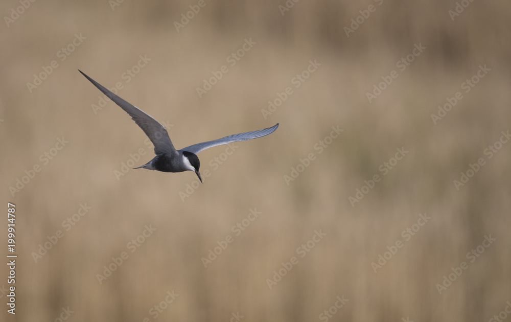 Whiskered tern (Chlidonias hybrida) Whiskered tern (Chlidonias hybrida)
