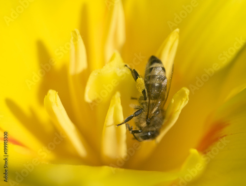 bee on a bright yellow flower closeup