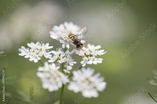 Honey bee (or honeybee) © tahir