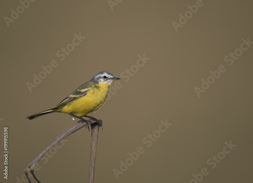 Yellow Wagtail with plain backdrop