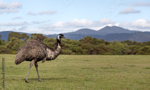 Emu walks on the grass in Wilson's Promontory