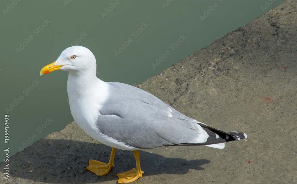 little Bird Around little Bird Around