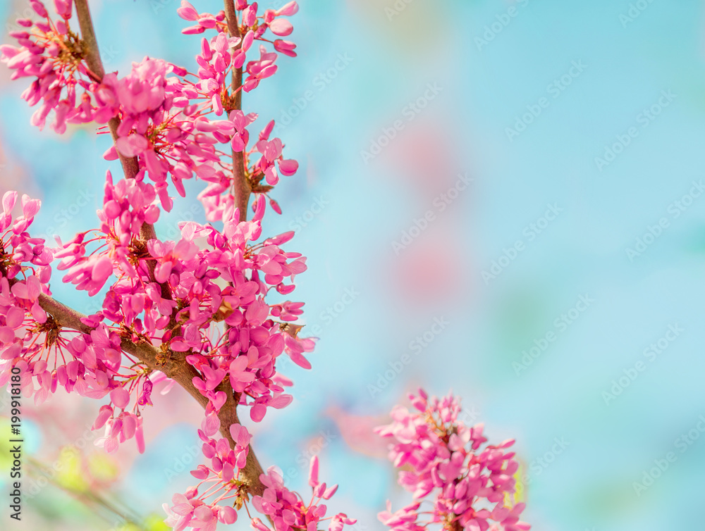 Spring blossom background. Blossoming tree over nature background with rose and white flowers 