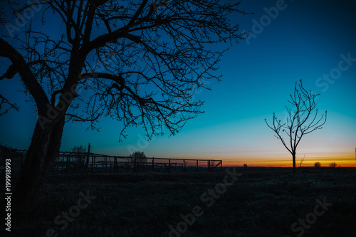 Silhouette of tree branches on an old farm, dawn.