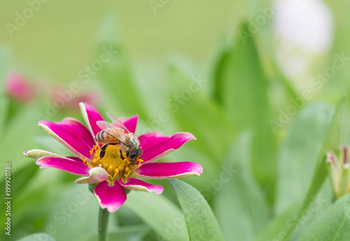 bee