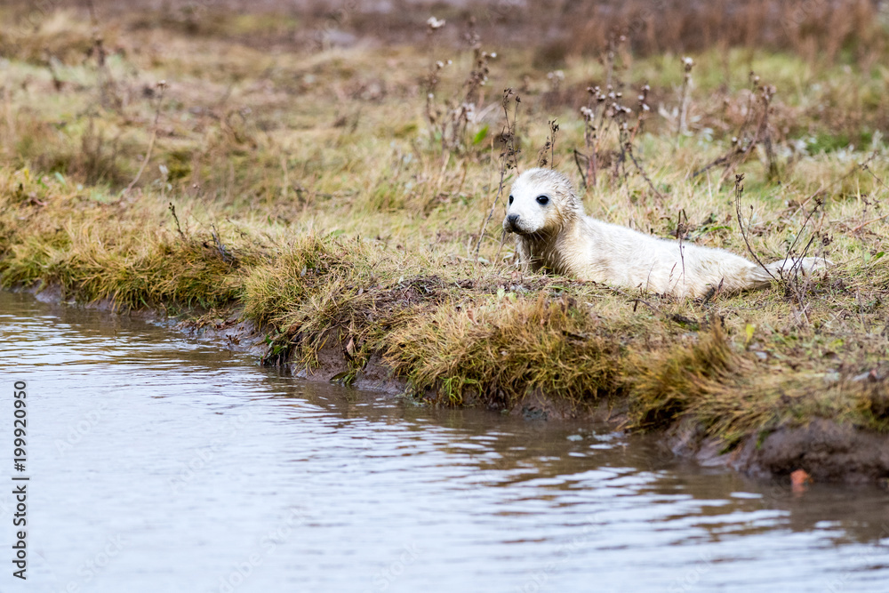 Fototapeta premium Grey Seal