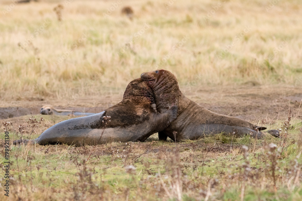 Fototapeta premium Grey Seal