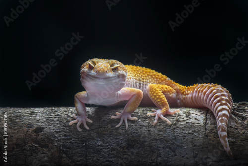 Gecko lizard, Gecko leopard on branch