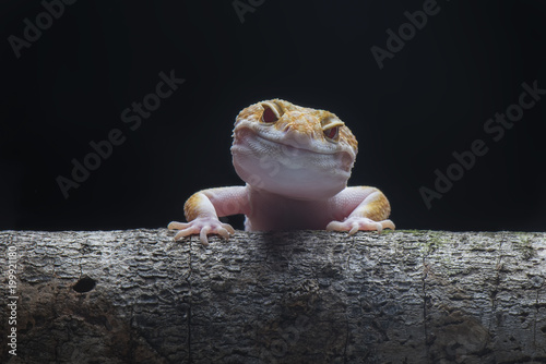 Gecko lizard, Gecko leopard on branch