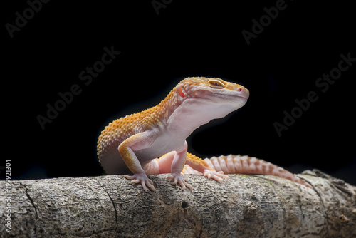 Gecko Lizard, Gecko on Branch