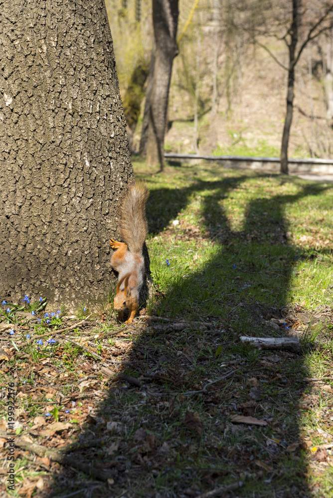 squirrel descends from the tree to the ground squirrel descends from the tree to the ground