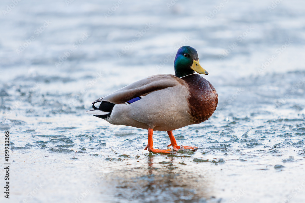 Drake walks through the melting ice of the pond in the park in the spring at sunset in April.