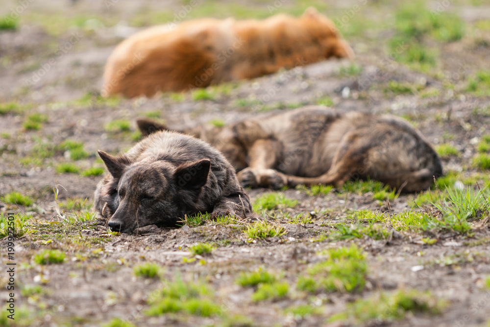 Fototapeta premium Stray dogs rest on the lawn. April is the month. Grass only breaks through