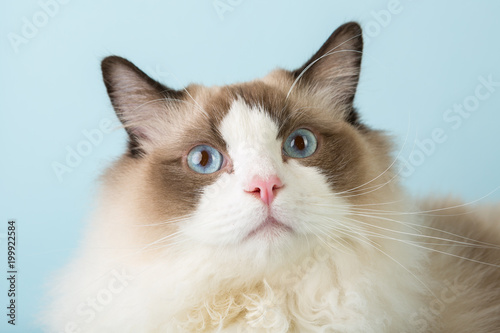 regdoll male cat looking at camera
