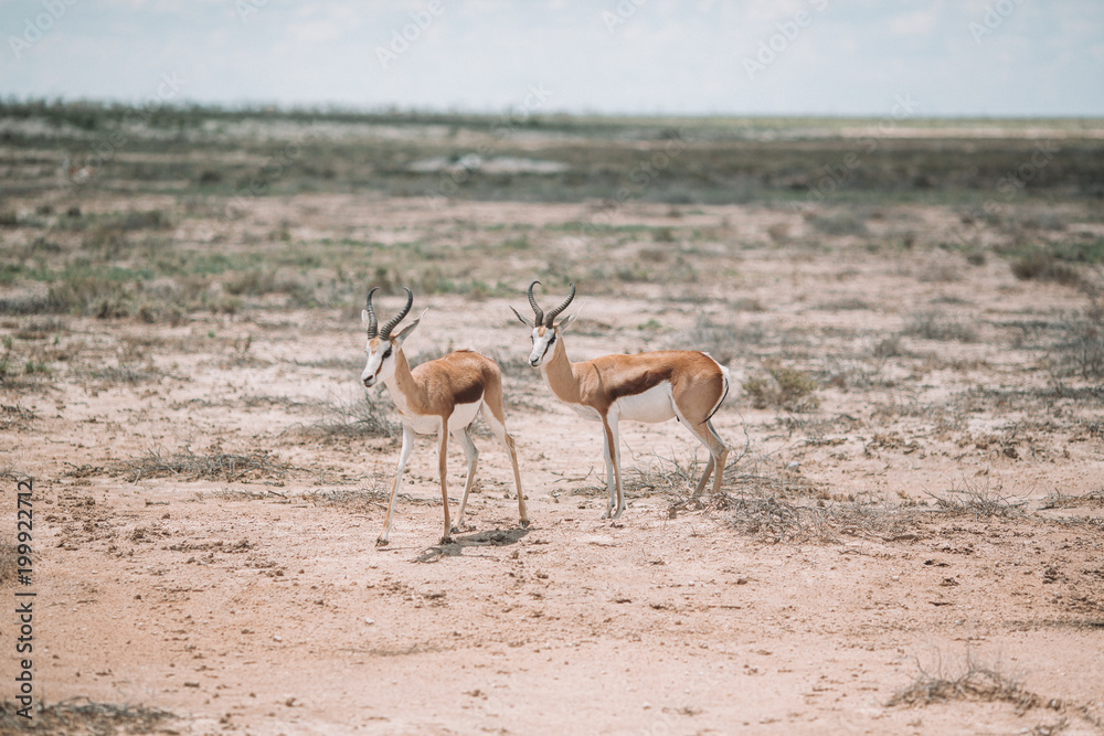 Impala Namibia Impala Namibia