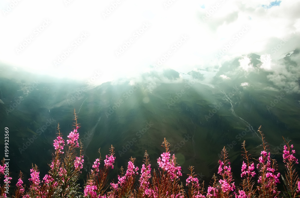 Obraz premium First spring flowers on Alps mountains background in cloudy day. Copy space. Spring, summer, travel concept in tendy green colors.