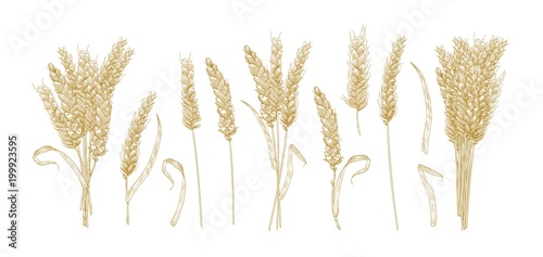 Collection of drawings of wheat ears isolated on white background. Set of hand drawn parts of cultivated cereal plant, natural decorative design elements. Vector illustration in elegant vintage style.