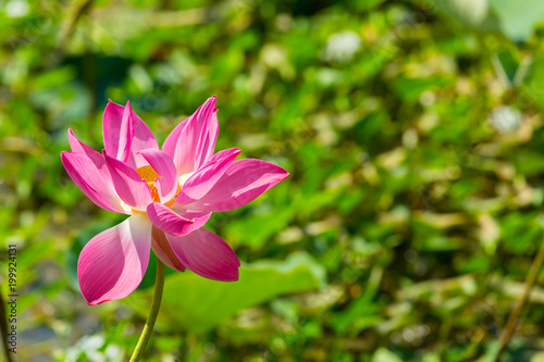 lotus flower on the lake with copy space