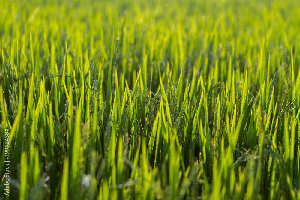 green grass during the sunset