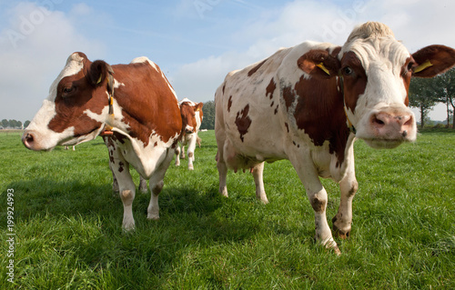 Cows in Dutch meadow. Cattle breeding © A
